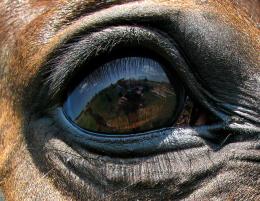 Horses Eye 